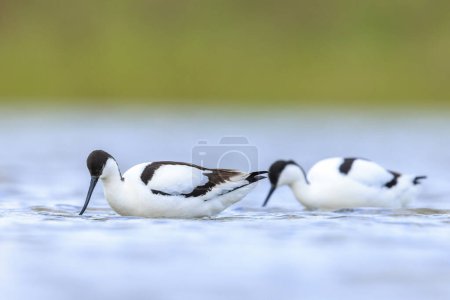 Close-up of a Pied Avocet, Recurvirostra avosetta, foraging in blue water