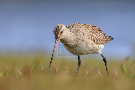 A Bar-tailed Godwit, Limosa lapponica, wader bird foraging and posing in grassland