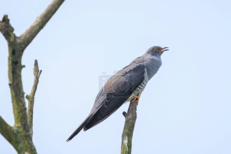 Common cuckoo bird, Cuculus canorus, resting and singing in a tree. It is a brood parasite, which means it lays eggs in the nests of other bird species, dunnocks, meadow pipits, and reed warblers