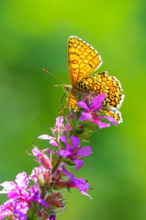Nahaufnahme von Glanville fritillary, Melitaea cinxia, Schmetterlingspaarung auf einer Wiese
