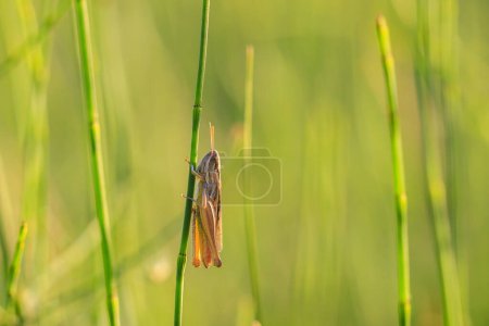 Close-up of a  lesser marsh grasshopper, chorthippus albomarginatus, perched and resting in a meadow in beautiful sunlight.