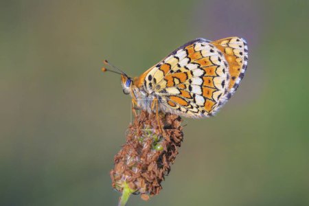 Close-up of glanville fritillary, melitaea cinxia, butterfly mating in a meadow