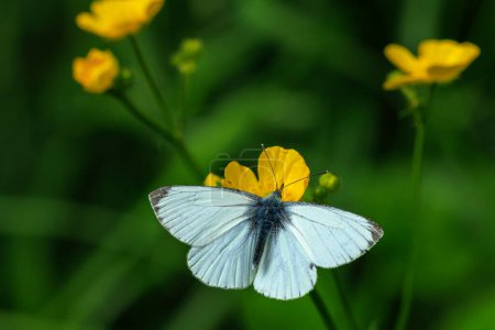 Small white Pieris rapae butterfly feeding nectar from a yellow buttercup flowers in a forest
