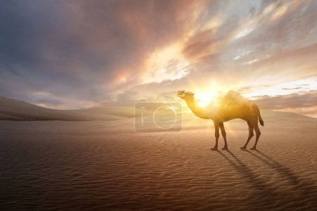 Téléchargez les photos : Chameau traversant le désert avec coucher de soleil ciel arrière-plan - en image libre de droit