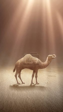 Téléchargez les photos : Camel crossing the desert with light background - en image libre de droit