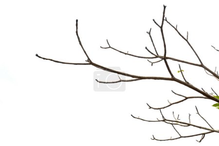 Photo for Tree with dried twigs isolated over a white background - Royalty Free Image