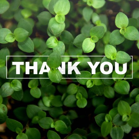Photo for Thank You text with green leaf background. Thank you concept - Royalty Free Image