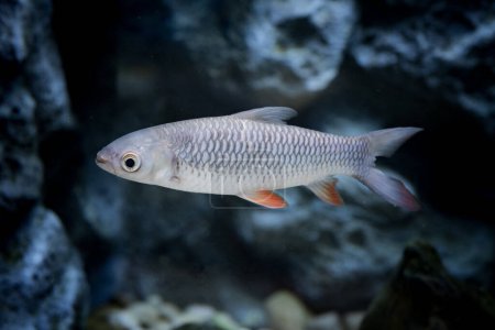 Foto de La carpa de Hoven (Leptobarbus hoevenii; Jelawat en malayo) es una especie de pez de la familia de las barbas.. - Imagen libre de derechos