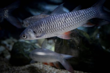 Foto de La carpa de Hoven (Leptobarbus hoevenii; Jelawat en malayo) es una especie de pez de la familia de las barbas.. - Imagen libre de derechos