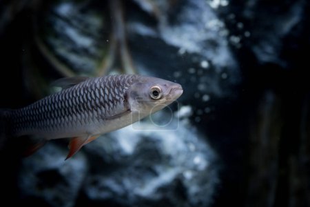 Hoven's carp (Leptobarbus hoevenii; Jelawat in Malay), also known as the mad barb or sultan fish, is a species of fish in the barb family.