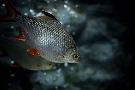 The tinfoil barb (Barbonymus schwanenfeldii) is a tropical Southeast Asian freshwater fish of the family Cyprinidae.