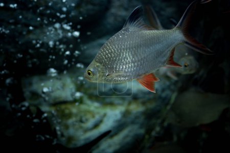 Barbonymus schwanenfeldii es un pez de agua dulce tropical del sudeste asiático de la familia Cyprinidae..