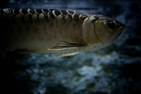 The Asian arowana (Scleropages formosus) comprises several phenotypic varieties of freshwater fish distributed geographically across Southeast Asia.