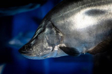 Der riesige Federrücken (Chitala lopis), der lokal als Belido bekannt ist, ist eine ausgestorbene Süßwasserfischarte, er ist ein Süßwasserfisch, der in Südostasien gefunden wird.