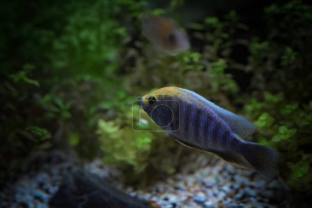 Épaule rouge Paon (Aulonocara Hansbaenschi). Le début de la nageoire dorsale est bleu et s'estompe progressivement. Bleu fondu dans le bout de la nageoire.