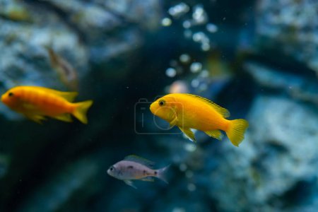 Photo for Cichlid, yellow, electric, lab, african, water, animal, sea, fish, black, blue, animals, lemon, portrait, ocean, tropical, africa, colorful, pets, pet, underwater, lake, river, ornamental, aquarium, aquatic, zoology, decorative, freshwater, exotic, a - Royalty Free Image