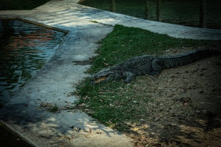 Téléchargez les photos : Crocodile siamois dans un zoo en Thaïlande - en image libre de droit