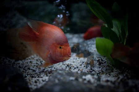 The blood parrot cichlid or parrot cichlid, is a hybrid species of fish in the family Cichlidae. The fish was first bred in Taiwan around 1986. Blood parrots should not be confused with other parrot cichli