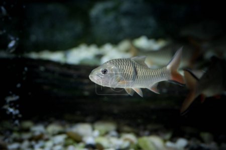 The hampala barb (Hampala macrolepidota) is a relatively large southeast Asian species of cyprinid from the Mekong and Chao Phraya basins, as well as Peninsular Malaysia and the Greater Sundas (Borneo, Java and Sumatra).