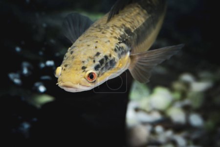 The Emperor snakehead has the family trait of jutting jaw and dark front facing eyes. Colour is brown/gold-tinted  to dark brown with white belly. Its got large black blotches edged with white and white dots on tail.