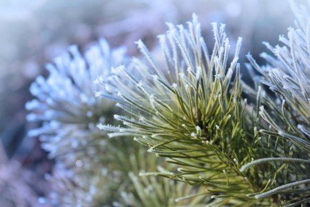 Téléchargez les photos : Crystal hoarfrost on fir tree. Frost covered spruce branches. Snow winter background. Nature forest light landscape. Cold frosty weather. Sunny, snowy, scenic, snowfall. Macro photography, copy space. - en image libre de droit