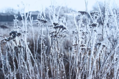 Foto de Morning winter frost. Forest litter of dry plants, crystal hoarfrost covered. Frozen grass on natural snow background. Macro photography, copy space, panorama. Cold frosty weather. - Imagen libre de derechos