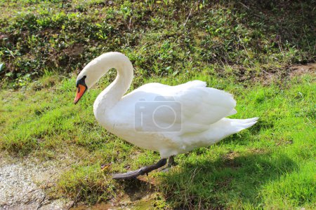 Photo for Beautiful white swan on shore of pond on green grass. Adult bird with orange beak and curved neck. Copy space. Close-up. - Royalty Free Image
