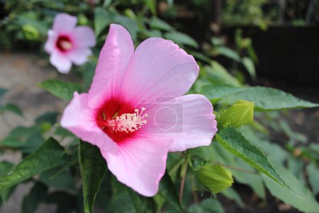 Foto de Flor rosa brillante flor de hibisco sobre fondo verde, en el jardín. - Imagen libre de derechos