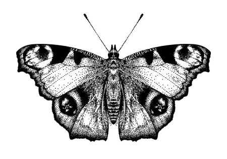 Téléchargez les illustrations : Un papillon Aglais io. Paons oeil sur fond blanc isolé. Inachis IO. Répandez les ailes d'un bel insecte. Vecteur réaliste dessiné à la main, croquis gravé. - en licence libre de droit