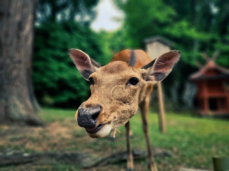 Close-up view of a curious deer in a forest setting, highlighting its inquisitive expression.