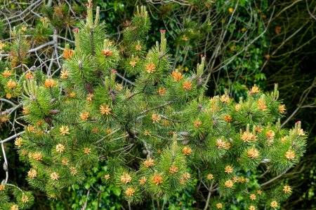 Photo for Mugo pine tree a species native to Europe with its small pine cones visible early before summer - Royalty Free Image