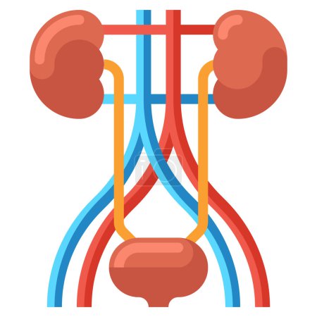Illustration for Urinary System icon, vector illustration - Royalty Free Image
