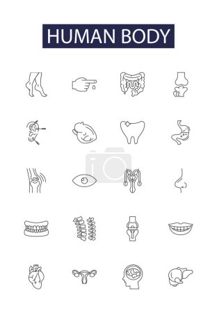 Ilustración de Cuerpo humano línea vectorial iconos y signos. Esqueleto, Músculos, Ligamentos, Tendones, Órganos, Sangre, Huesos, Manos vector esquema conjunto de ilustración - Imagen libre de derechos