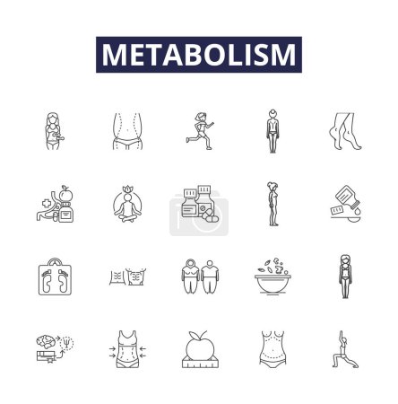 Illustration for Metabolism line vector icons and signs. Substrate, Respiration, Enzymes, Anabolism, Catabolism, ATP, NADH, Photosynthesis vector outline illustration set - Royalty Free Image