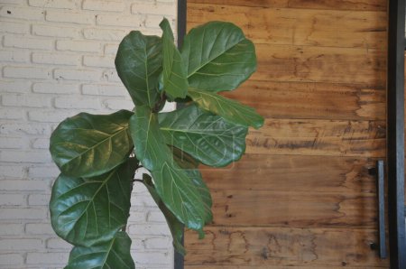 Téléchargez les photos : Ficus lyrata. Belle plante de figuier à feuilles de violon avec de grandes feuilles vertes en pot blanc. Élégant décor floral moderne à la maison dans un style minimal - en image libre de droit