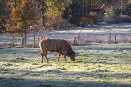 Photo for Cow grazing on a beautiful sunny cold november morning - Royalty Free Image