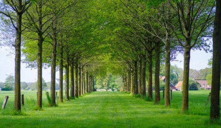 Photo for Beautiful lane with trees in summertime - Royalty Free Image