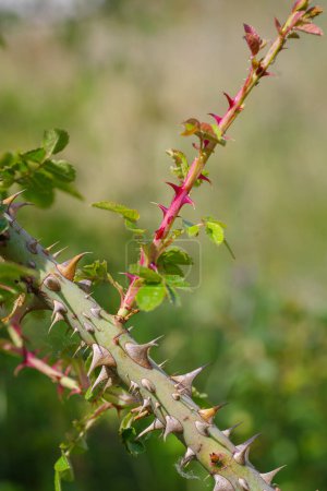 closeup of sharp rosethorns of a wild shrub rose