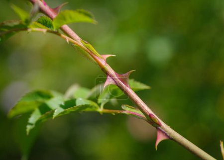 closeup of sharp rosethorns of a wild shrub rose
