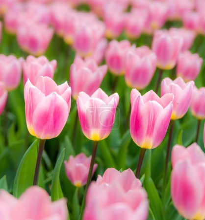 beautiful blooming tulips closeup in spring time