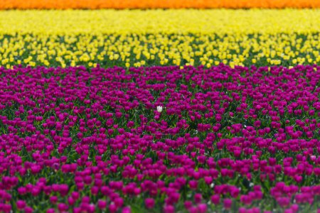 tulipanes florecientes coloridos en los Países Bajos