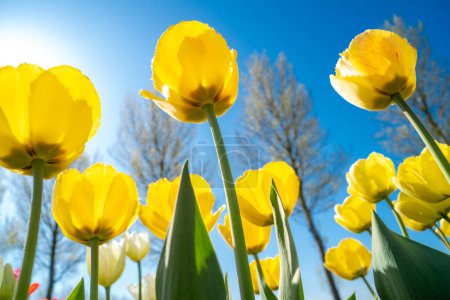 tulipes à fleurs colorées aux Pays-Bas