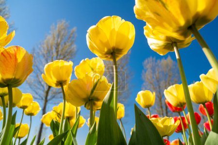 tulipanes florecientes coloridos en los Países Bajos