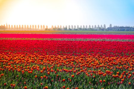 colorful blooming tulips in the netherlands