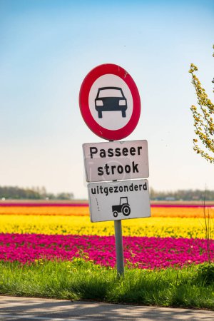 forbidden for cars traffic sign with blooming tulip fields in the background. Each spring the traffic has to be regulated around the blooming tulip fields in the netherlands. "passeer strook, uitgezonderd" means "passing line, except'.