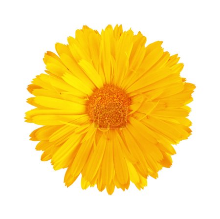 Calendula flower isolated on white background. Flat lay, top view.
