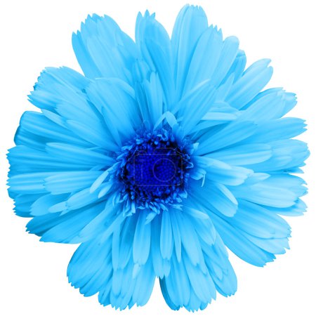 Hübsche Frühlingsblume mit vielen blauen Blütenblättern auf weißem Hintergrund. Ideales Image, um ein Gefühl natürlicher Frische auszudrücken