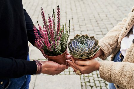 Photo for Man and woman holding a purple sempervivum succulent plant and blooming violet heather plant. Romantic moment. - Royalty Free Image