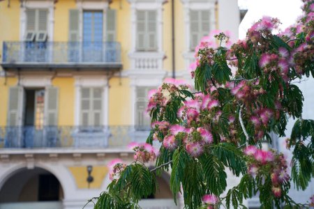 Téléchargez les photos : Bel arbre de soie rose dans la vieille ville de Nice, France - en image libre de droit