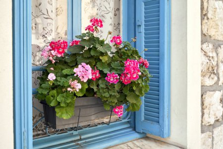 Foto de Hermosas flores de geranio rosa en un alféizar de una ventana en Niza, Francia - Imagen libre de derechos
